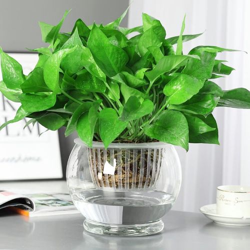 水培绿萝能晒太阳吗？-第1张图片-吾爱花网