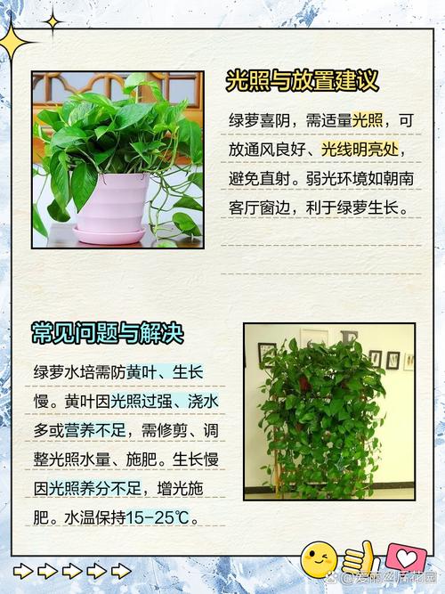 水培绿萝能晒太阳吗？-第3张图片-吾爱花网