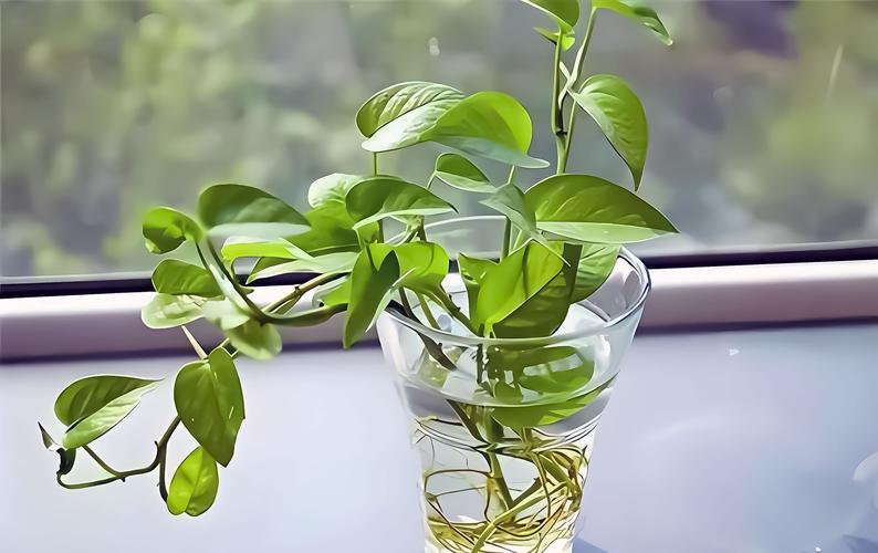 水培绿萝能晒太阳吗？-第2张图片-吾爱花网