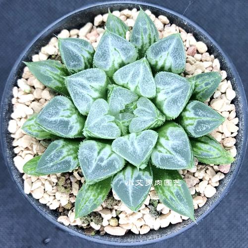 寿内多肉哪种最稀有？-第1张图片-吾爱花网