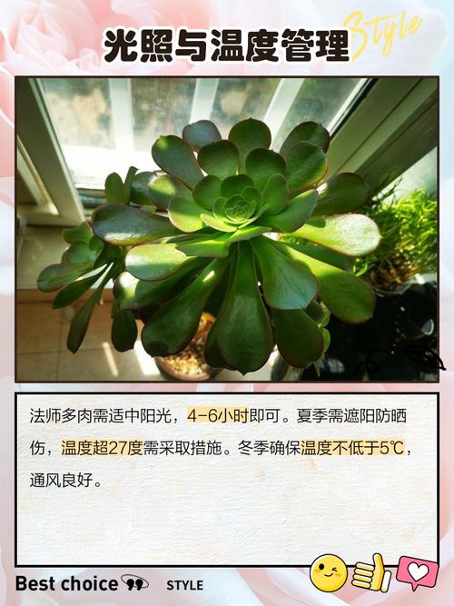 玟瑰法师多肉繁殖方法有哪些？-第1张图片-吾爱花网