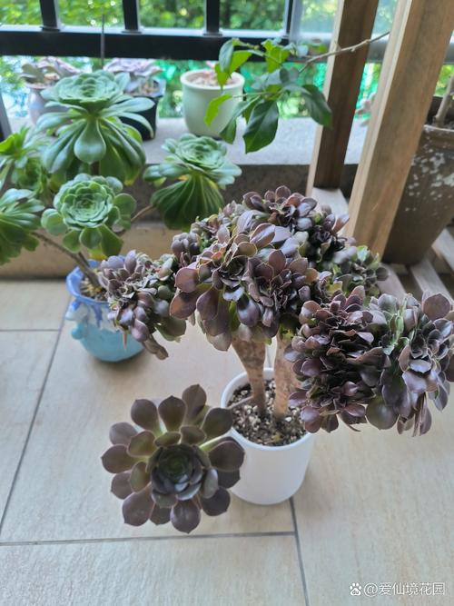 玟瑰法师多肉繁殖方法有哪些？-第2张图片-吾爱花网