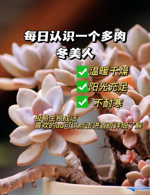 冬天养多肉能施肥吗？-第3张图片-吾爱花网