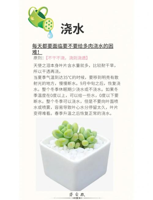 冬天养多肉能施肥吗？-第1张图片-吾爱花网