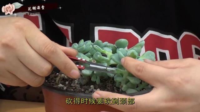 多肉老桩砍头后如何快速恢复？-第1张图片-吾爱花网