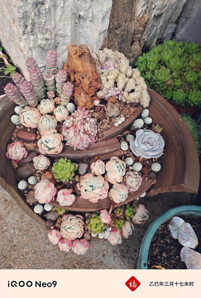 北方多肉易出状态？秘诀是什么？-第2张图片-吾爱花网