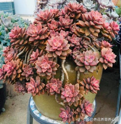 北方多肉易出状态？秘诀是什么？-第1张图片-吾爱花网