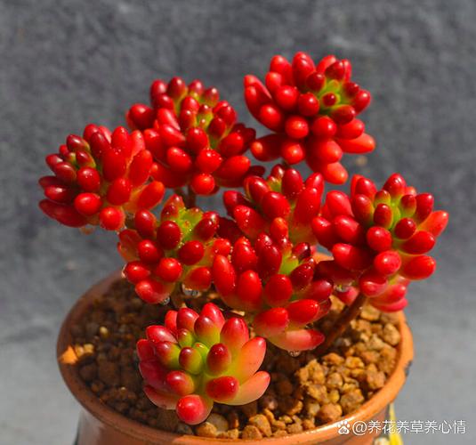 北方多肉易出状态？秘诀是什么？-第3张图片-吾爱花网