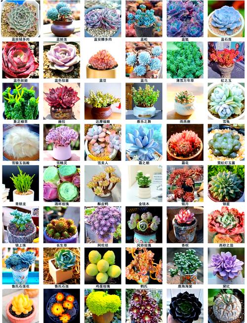 多肉植物品种有哪些？求图片分享！-第1张图片-吾爱花网