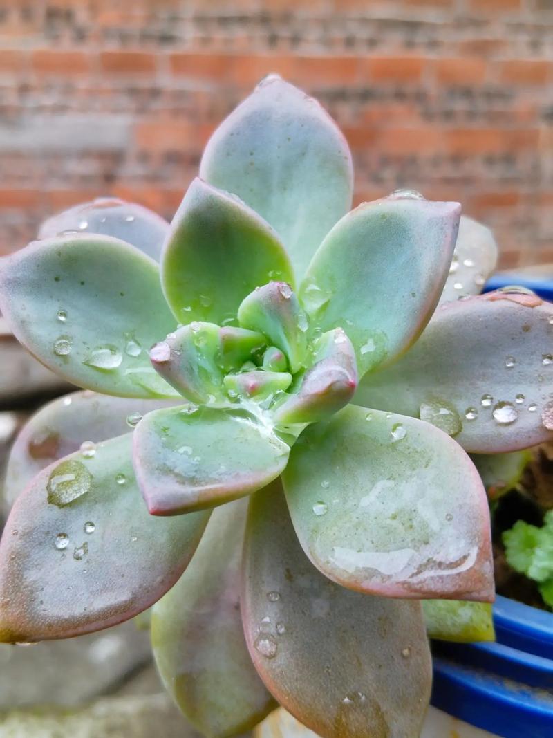 多肉植物品种有哪些？求图片分享！-第2张图片-吾爱花网