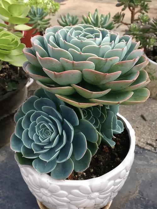 多肉植物品种有哪些？求图片分享！-第3张图片-吾爱花网