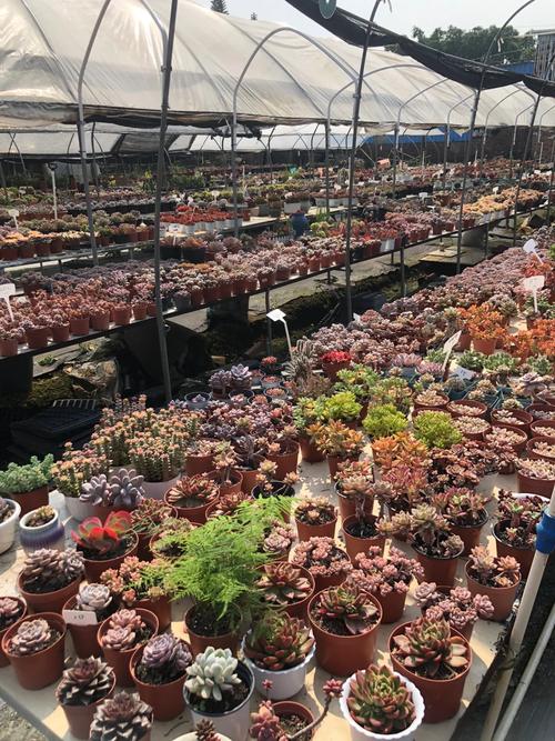 国内最大多肉养殖地在哪里？-第1张图片-吾爱花网