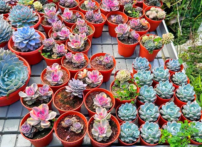 国内最大多肉养殖地在哪里？-第2张图片-吾爱花网