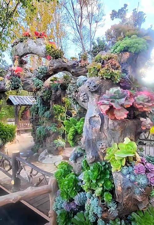 国内最大多肉养殖地在哪里？-第3张图片-吾爱花网