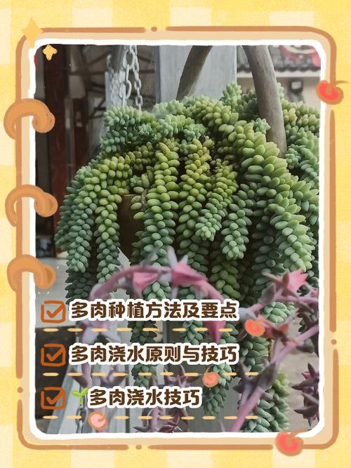 多肉分枝怎么栽培？-第1张图片-吾爱花网