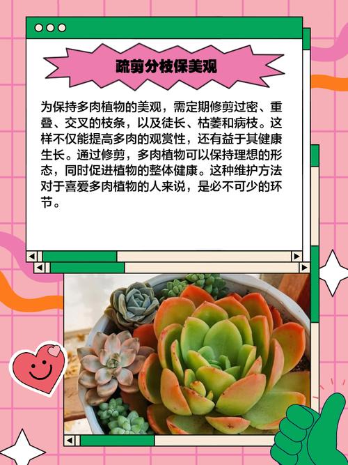 多肉分枝怎么栽培？-第3张图片-吾爱花网