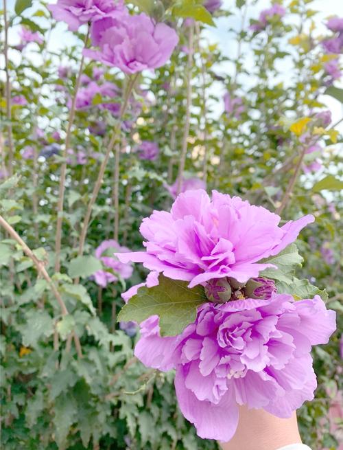 盆栽木槿花到底喜阳还是耐阴?-第1张图片-吾爱花网 盆栽木槿花到底喜阳还是耐阴?-第1张图片-吾爱花网