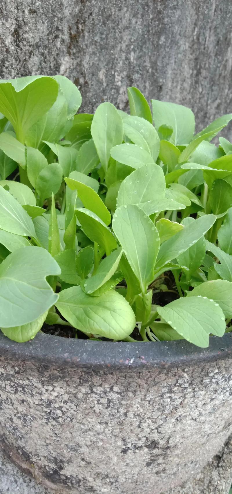 白菜花盆栽怎么种?关键步骤有哪些?-第1张图片-吾爱花网 白菜花盆栽怎么种?关键步骤有哪些?-第1张图片-吾爱花网