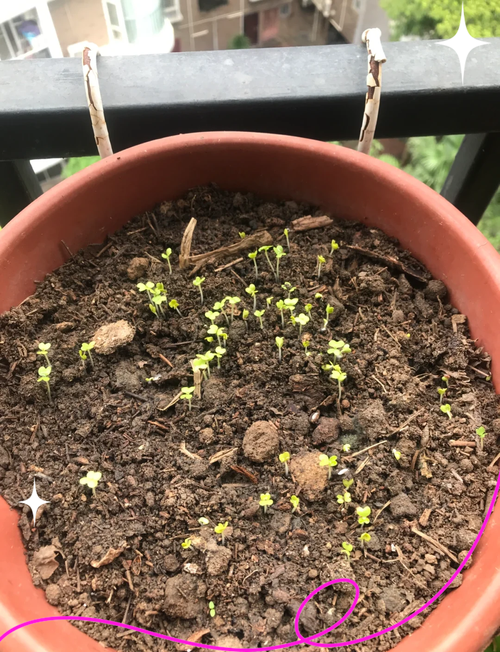 白菜花盆栽怎么种?关键步骤有哪些?-第3张图片-吾爱花网 白菜花盆栽怎么种?关键步骤有哪些?-第3张图片-吾爱花网