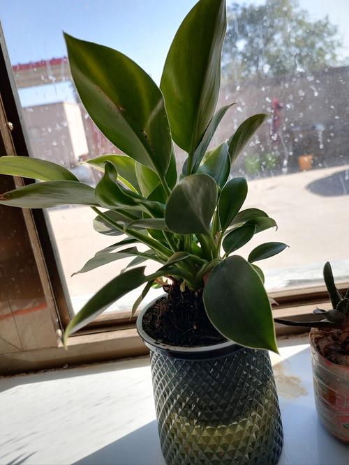 室内水养花选哪种好？-第3张图片-吾爱花网