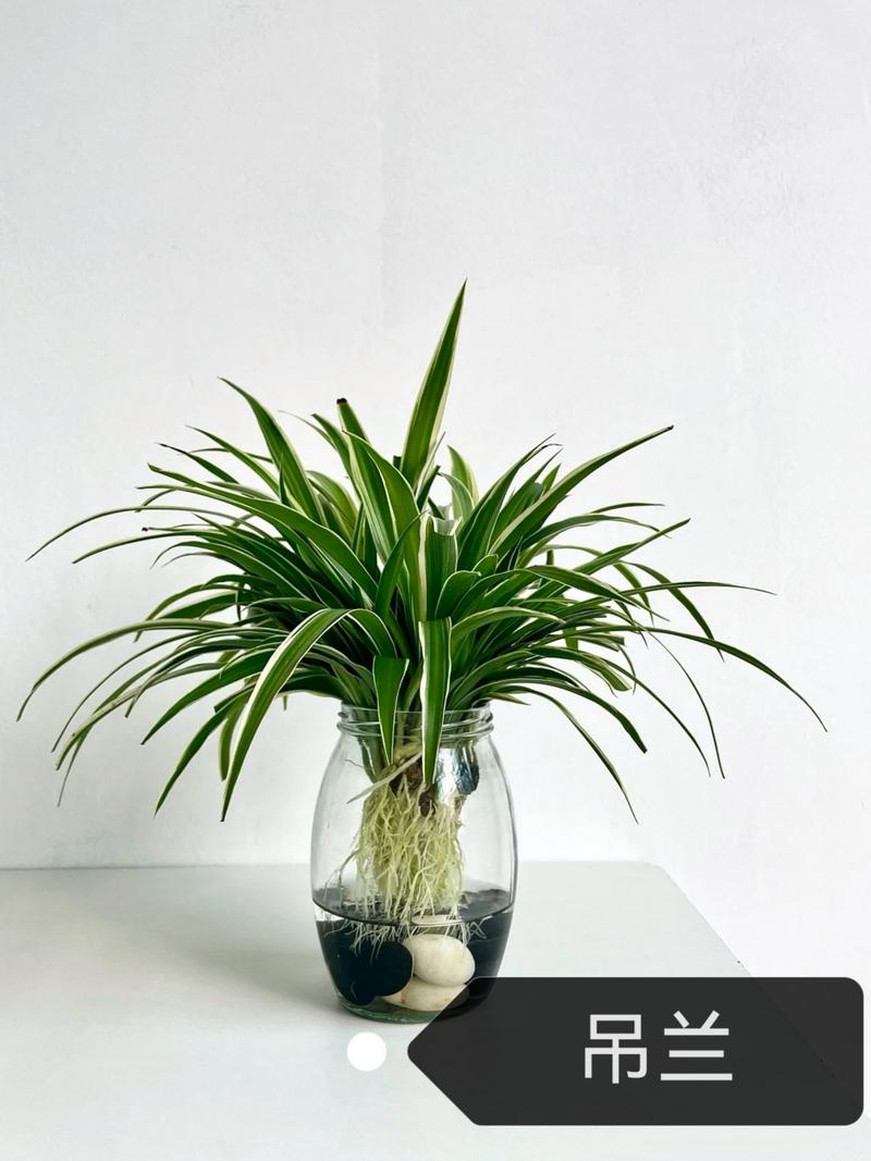 室内水养花选哪种好？-第2张图片-吾爱花网