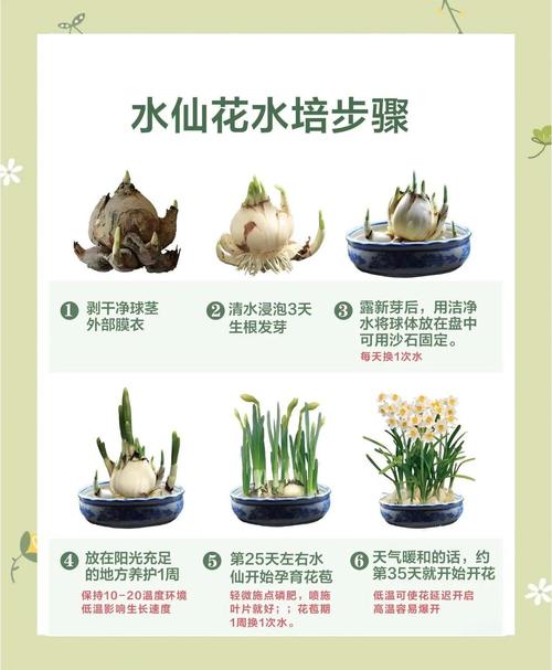 水仙花水培怎么修剪才好看？-第1张图片-吾爱花网