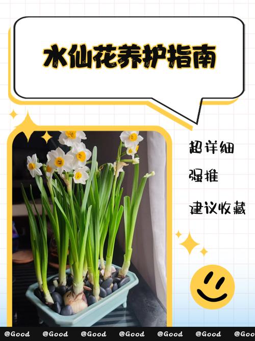 水仙花水培怎么修剪才好看？-第2张图片-吾爱花网