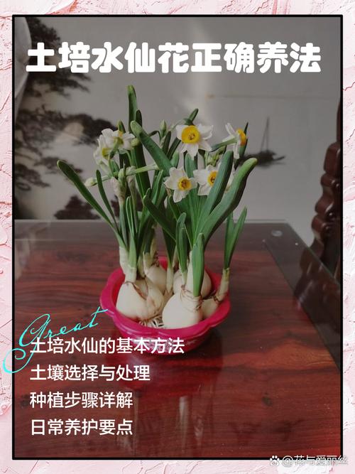 水仙花水培怎么修剪才好看？-第3张图片-吾爱花网