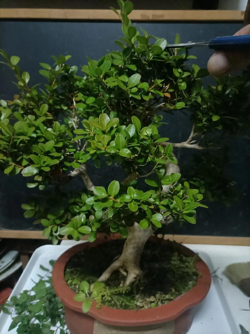 黄杨树桩盆栽如何修剪成型?-第2张图片-吾爱花网 黄杨树桩盆栽如何修剪成型?-第2张图片-吾爱花网