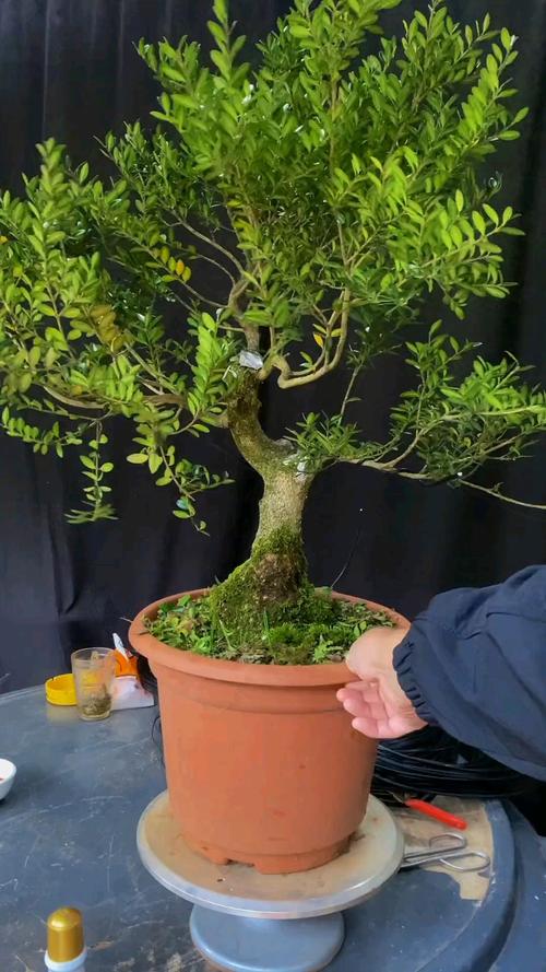 黄杨树桩盆栽如何修剪成型?-第1张图片-吾爱花网 黄杨树桩盆栽如何修剪成型?-第1张图片-吾爱花网