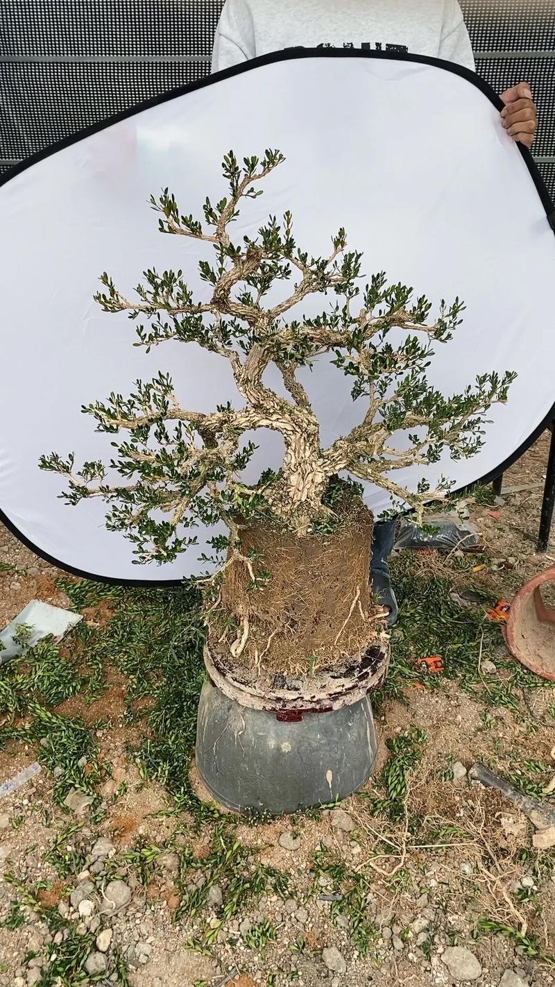 黄杨树桩盆栽如何修剪成型？-第3张图片-吾爱花网