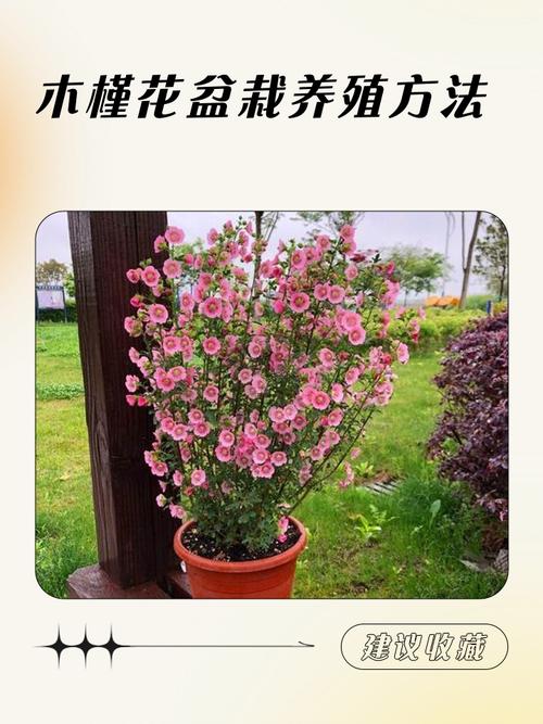 盆栽花卉何时该搬入室内?-第1张图片-吾爱花网 盆栽花卉何时该搬入室内?-第1张图片-吾爱花网