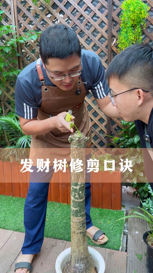 水培发财树根怎么修剪才合适?-第3张图片-吾爱花网 水培发财树根怎么修剪才合适?-第3张图片-吾爱花网