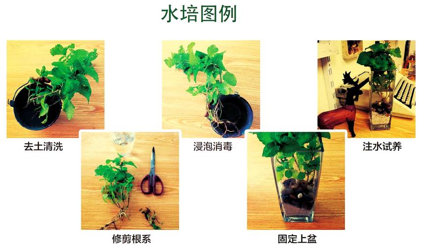 水培植物如何延长换水间隔?-第1张图片-吾爱花网 水培植物如何延长换水间隔?-第1张图片-吾爱花网