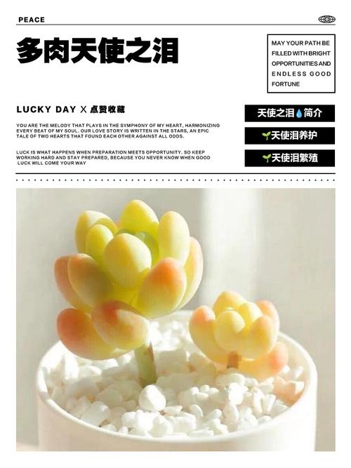 天使之泪多肉怎么养才爆盆?-第1张图片-吾爱花网 天使之泪多肉怎么养才爆盆?-第1张图片-吾爱花网