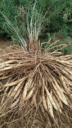 药用天冬盆栽价格多少一盆?-第1张图片-吾爱花网 药用天冬盆栽价格多少一盆?-第1张图片-吾爱花网