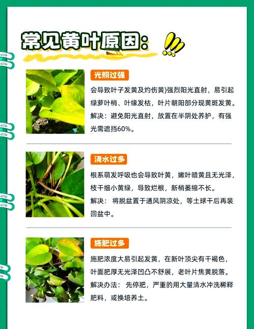 水培绿萝病害咋防治?看图片识别+解决!-第3张图片-吾爱花网 水培绿萝病害咋防治?看图片识别+解决!-第3张图片-吾爱花网