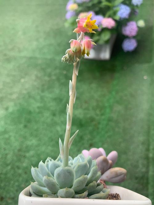 多肉开花为啥会发臭？-第2张图片-吾爱花网