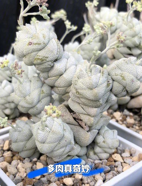 景天科盆栽有哪些常见种类？-第2张图片-吾爱花网