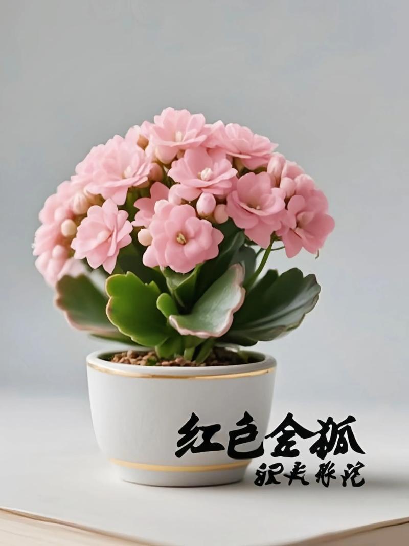 景天科盆栽有哪些常见种类？-第3张图片-吾爱花网