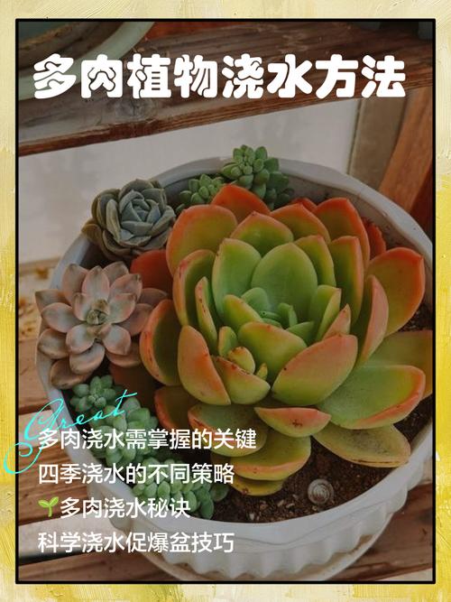 春季多肉施肥的最佳时间是什么时候？-第1张图片-吾爱花网