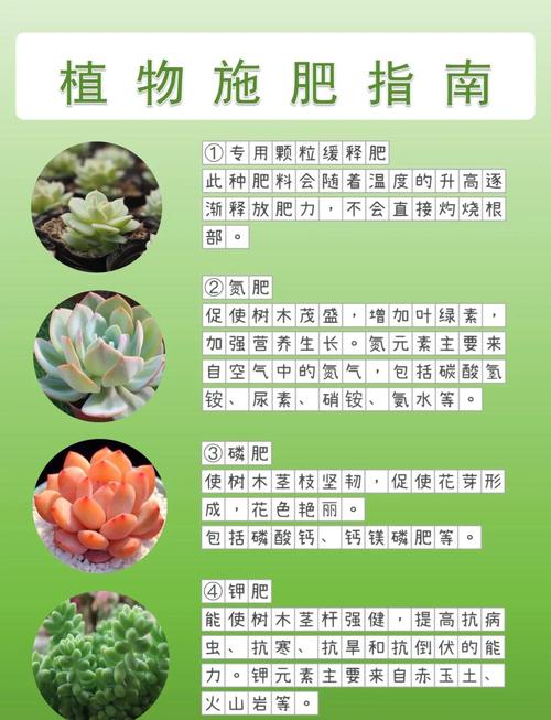 冬天多肉施肥要注意啥？-第1张图片-吾爱花网