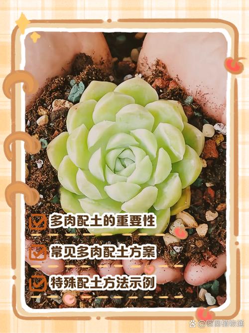 多肉配土怎么配？-第3张图片-吾爱花网