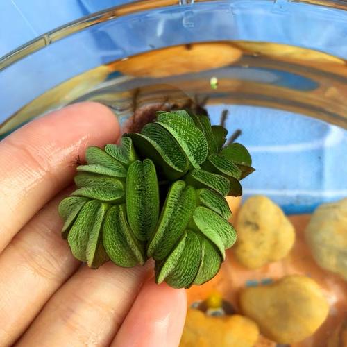 水培心形荷叶是什么植物?-第1张图片-吾爱花网 水培心形荷叶是什么植物?-第1张图片-吾爱花网