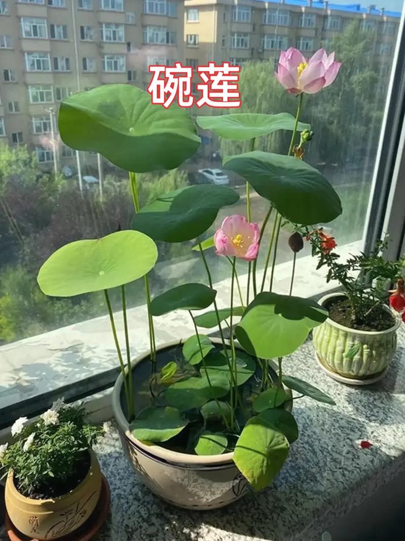 水培心形荷叶是什么植物?-第3张图片-吾爱花网 水培心形荷叶是什么植物?-第3张图片-吾爱花网