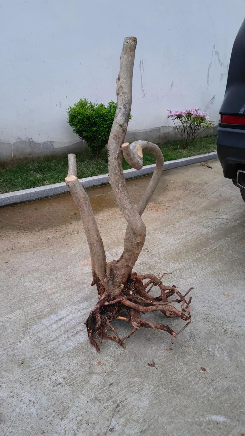 山上的树桩能直接当盆栽吗?-第1张图片-吾爱花网 山上的树桩能直接当盆栽吗?-第1张图片-吾爱花网