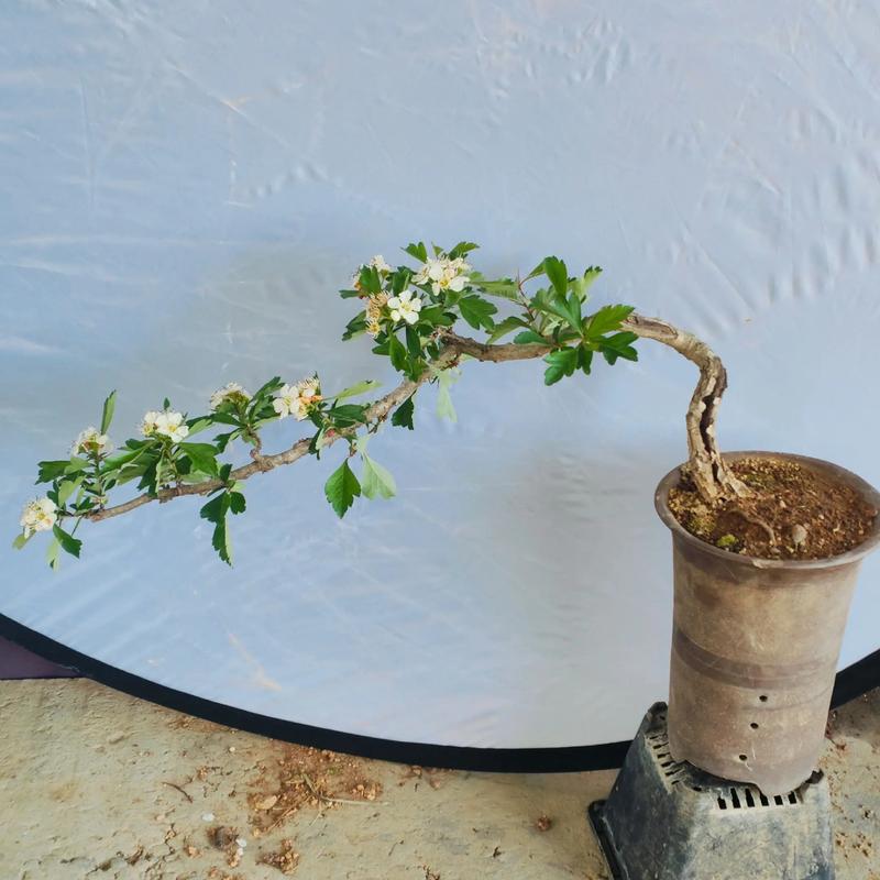 山上的树桩能直接当盆栽吗？-第3张图片-吾爱花网