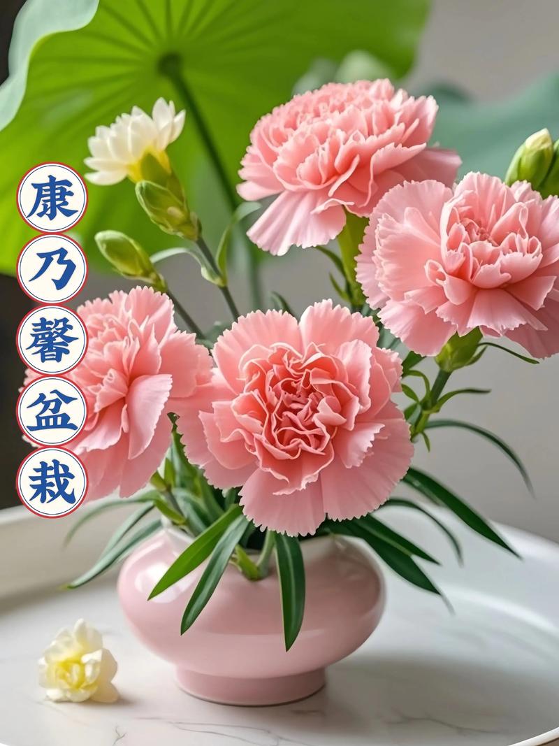 康乃馨一盆栽几颗合适?-第2张图片-吾爱花网 康乃馨一盆栽几颗合适?-第2张图片-吾爱花网