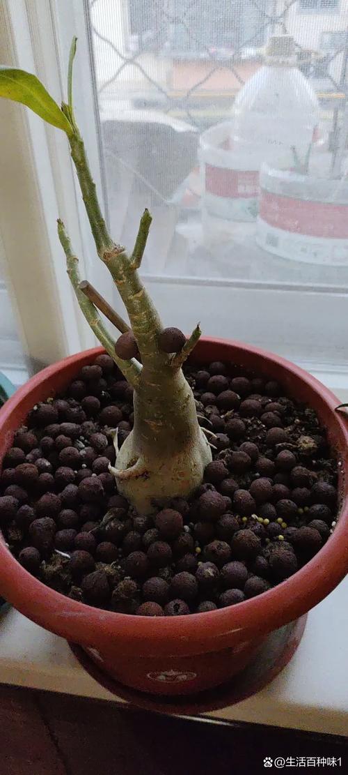 盆栽花为何总倒伏？-第3张图片-吾爱花网