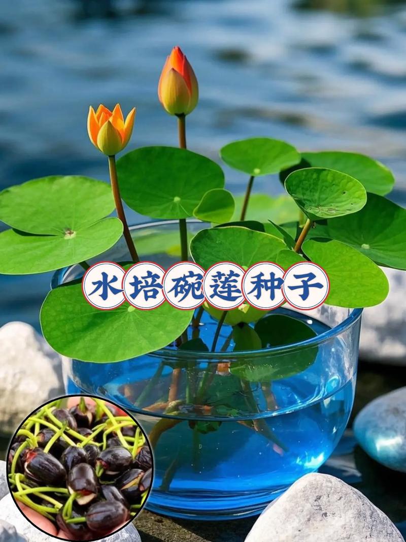 碗莲发芽后水培要注意什么？-第2张图片-吾爱花网